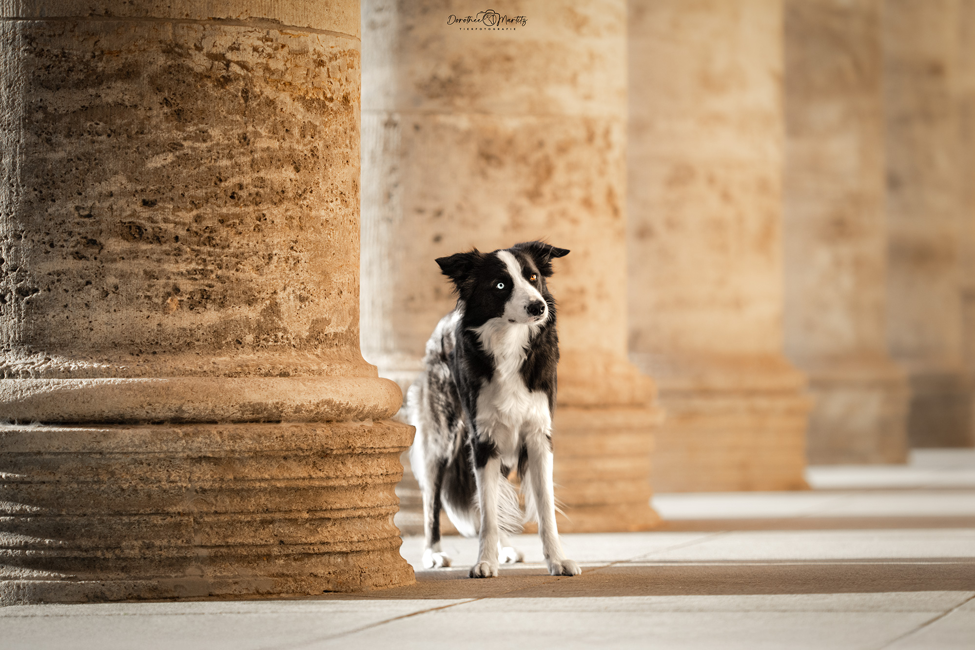 DMFotografie_Bruno_mitLogo_WEB