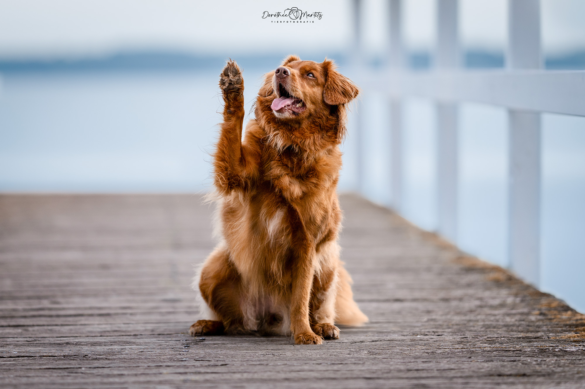 DMFotografie_Joy_01_mitLogo_WEB