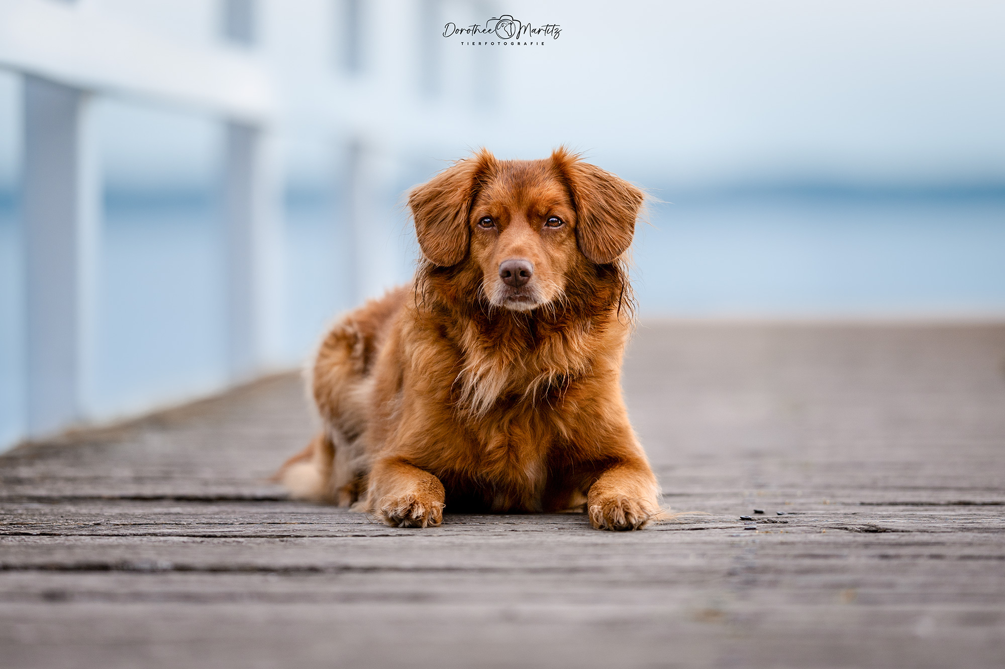 DMFotografie_Joy_03_mitLogo_WEB